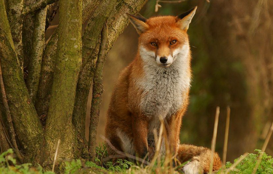 Обыкновенная лисица. Увидишь лисицу. Лисица псовые. Сон лисы. Лиса летом.