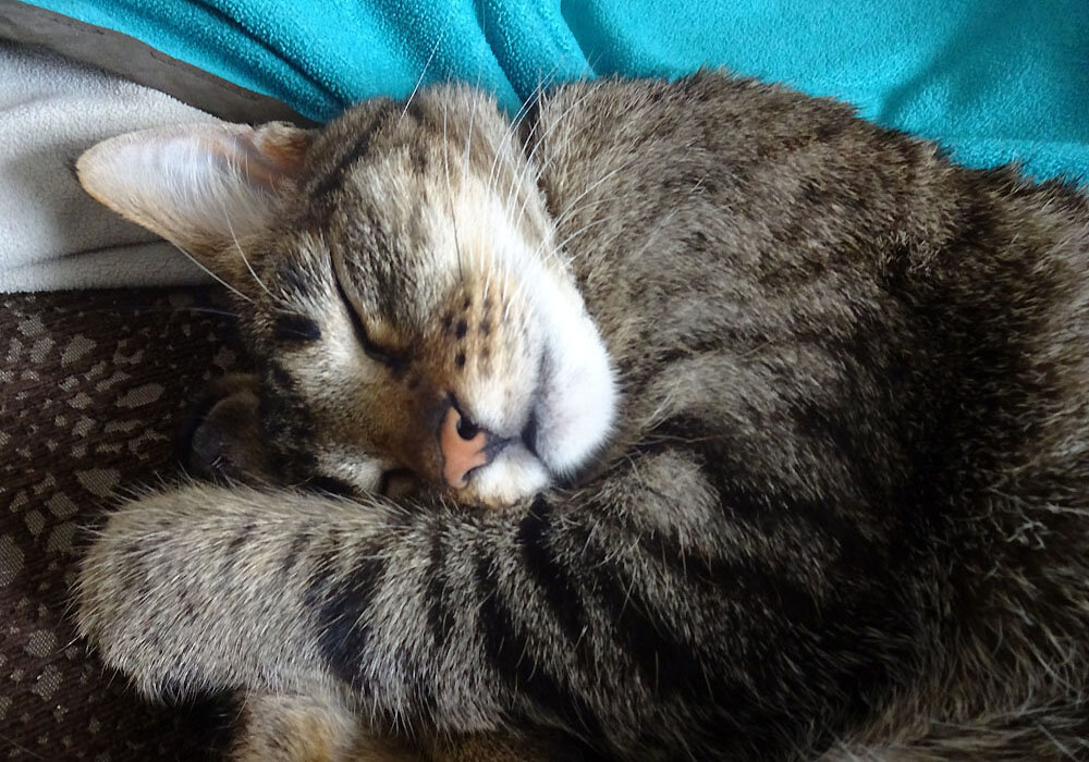 Как такое можно не любить?