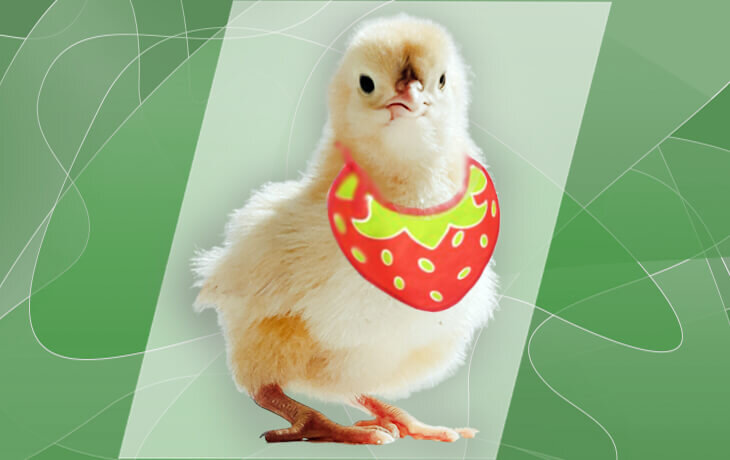 Чем кормить цыплят