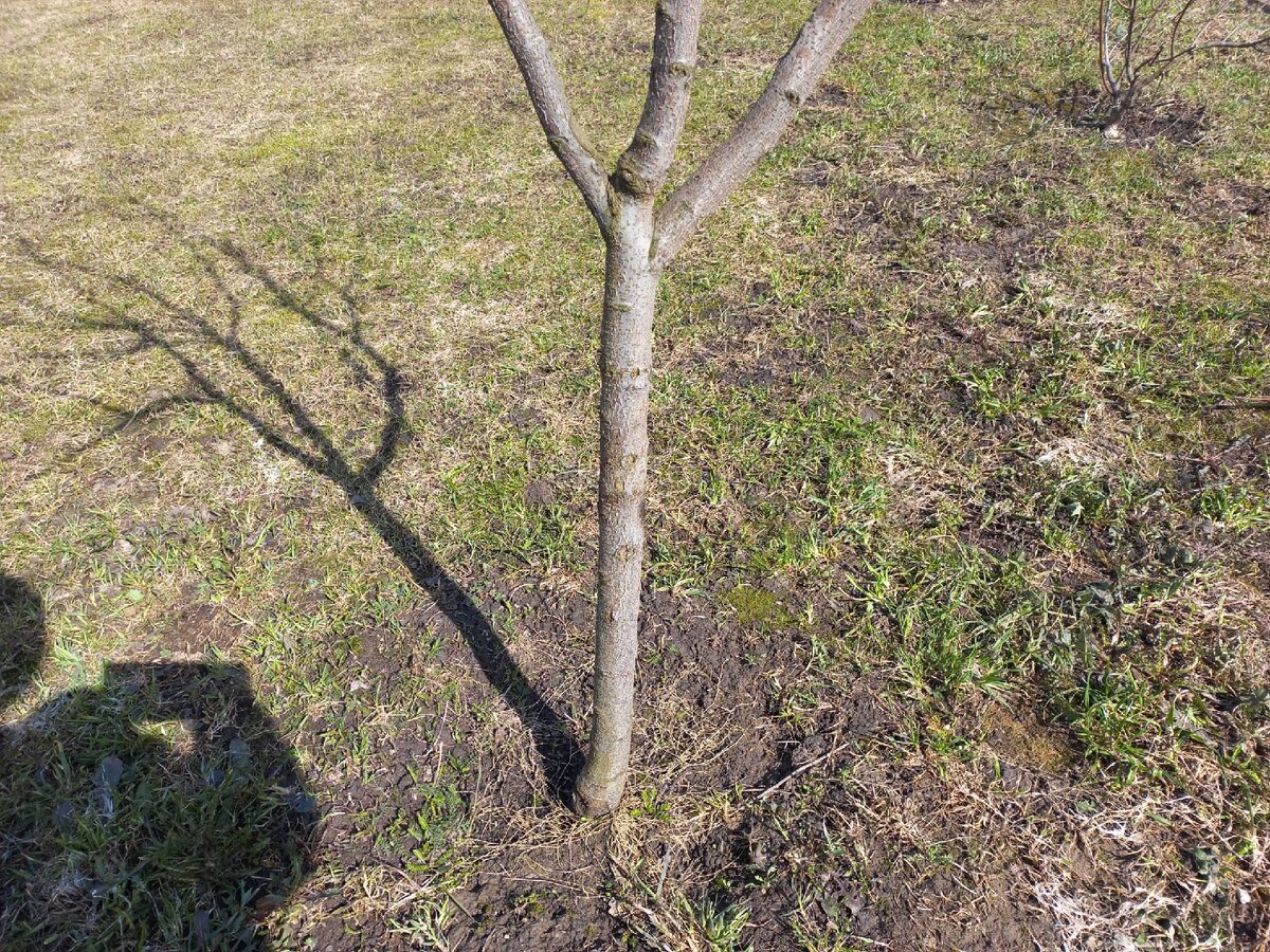 До побелки