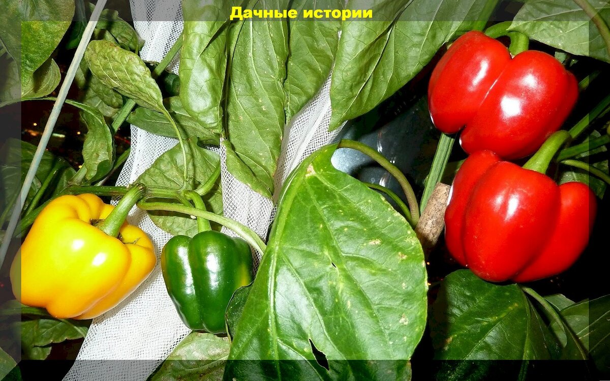 Перец в домашних условиях фото