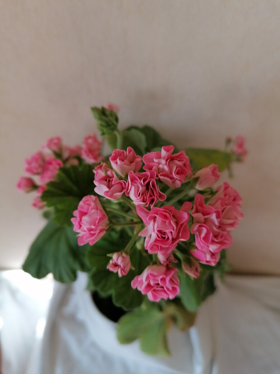 Австралиец или Australian pink rosebud - от обрезки балдеет. 👍🤩Обрастает моментом! Самые пышные шапочки выдаёт именно на боковых проснувшихся побегах