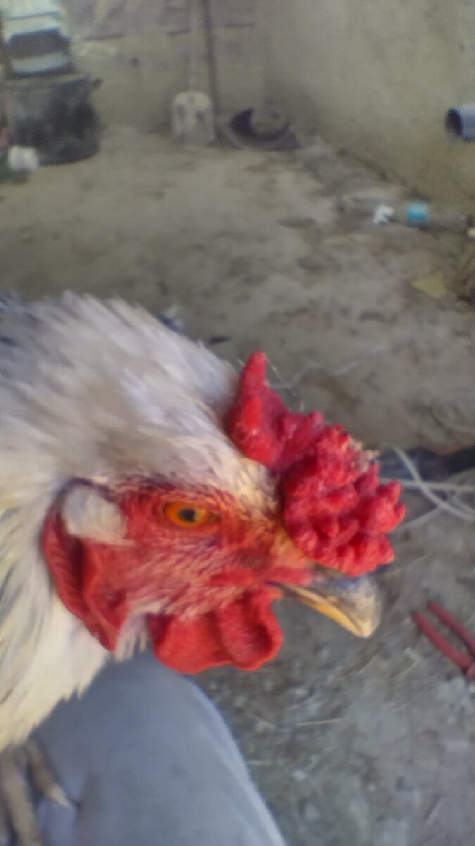 Розовидный