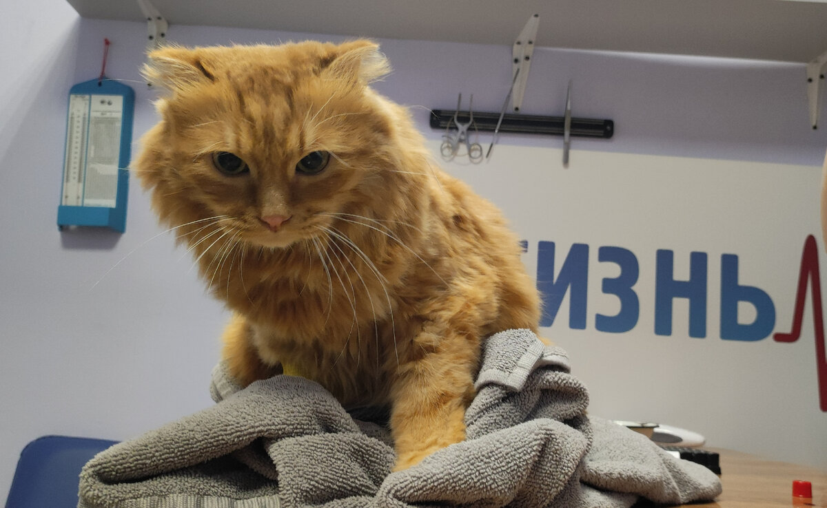 Анализ на бешенство в Калуге. Кот Фин в ветеринарной клинике в Калуге "Жизнь"