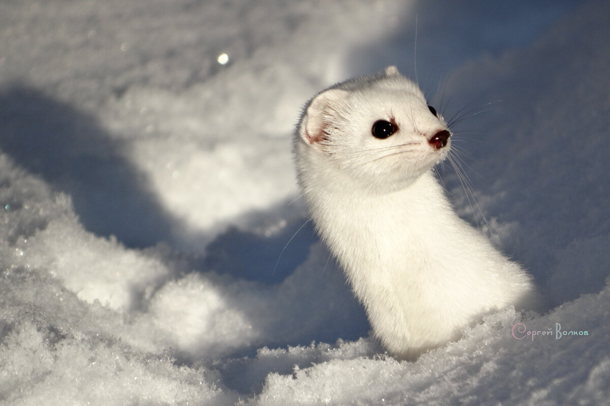 Фото из интернета