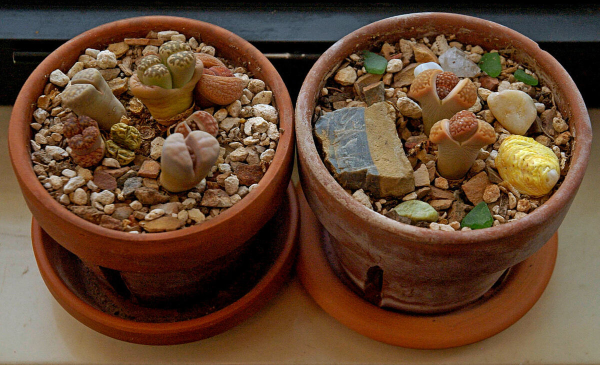 Как поливать литопсы. Литопсы. Литопсы Фуллера. Литопсы Lithops salicola CV.Malachite. Литопсы пересадка.