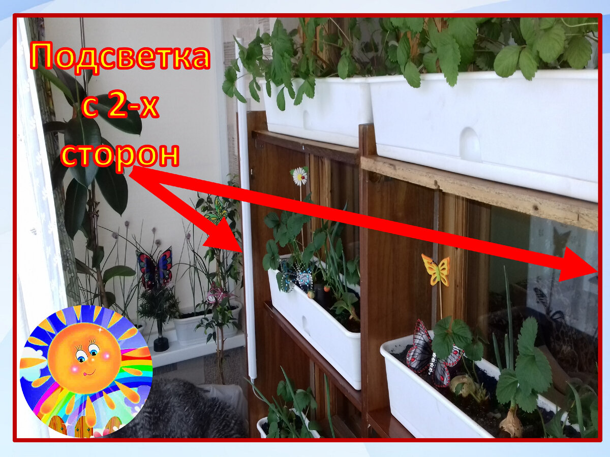 Личный архив (как мы подсвечивали землянику ремонтантную на балконе)