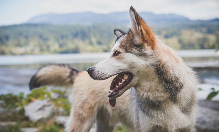 5 поводов не заводить домашних животных.