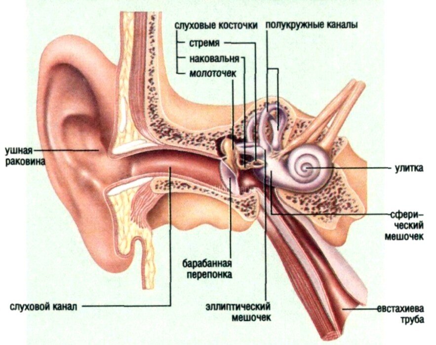 Какой цифрой на рисунке обозначена проводниковая часть слуховой сенсорной системы