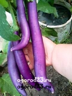 
Сейчас есть сорта не только фиолетовые, но также сиреневые, пестрые, полосатые, даже белые.

Форма баклажанов тоже меняется — она зависит от сорта. Плоды бывают цилиндрические, вытянутые, круглые, эллипсовидные, каплевидные.
