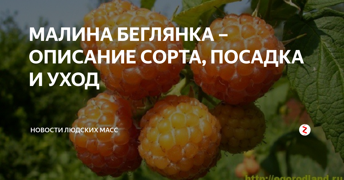 Удивительный сорт малины Беглянка желтая займет достойное место в вашем саду