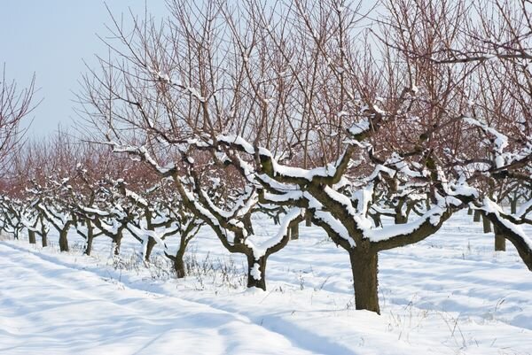 Обрезка плодовых деревьев: когда и как обрезать весной, чтобы повысить урожайность