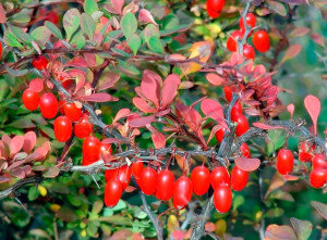 Посадка и уход за растением доступна даже человеку без опыта, так как не важно, какой из видов и где был посажен. К примеру, уход за барбарисом Тунберга, который является декоративным видом, ничем не отличается от ухода за плодоносящими барбарисами. Так что, один раз освоив пошаговую инструкцию по уходу и выращиванию барбариса, можно применять свои знания на всех других видах этого растения. В список работ по уходу за кустарником входят следующие действия: