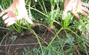 Пучковая продукция – ранняя морковь, скороспелая, сеется в конце зимы или начале весны. Но возможность выращивать такие сорта есть не во всех климатических условиях. Суровые зимы северных субъектов вымораживают посевы, и получается выводить здоровые корнеплоды только с периода, когда прогревается верхняя часть грунта, а это обычно конец апреля — начало мая.