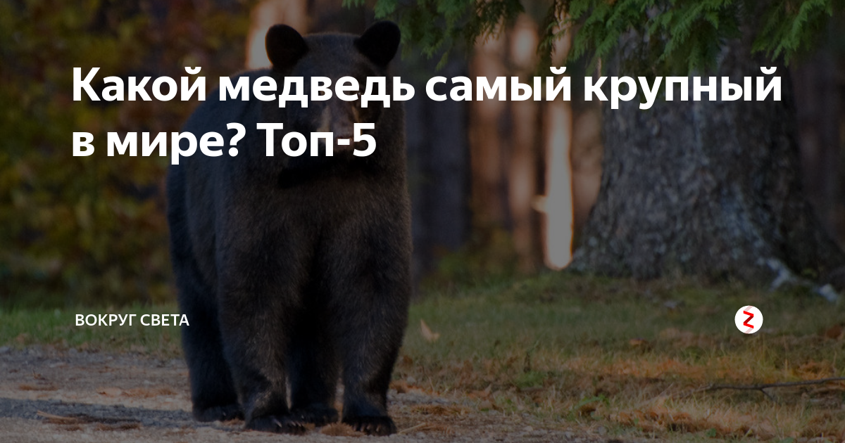 Какой медведь самый крупный в мире? Топ-5 | Вокруг света | Дзен