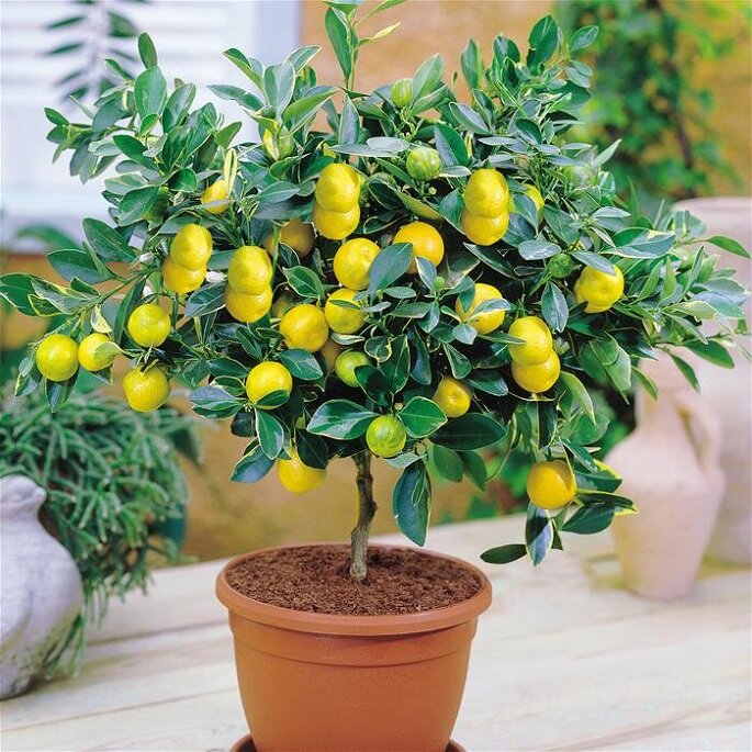 как вырасти лимон