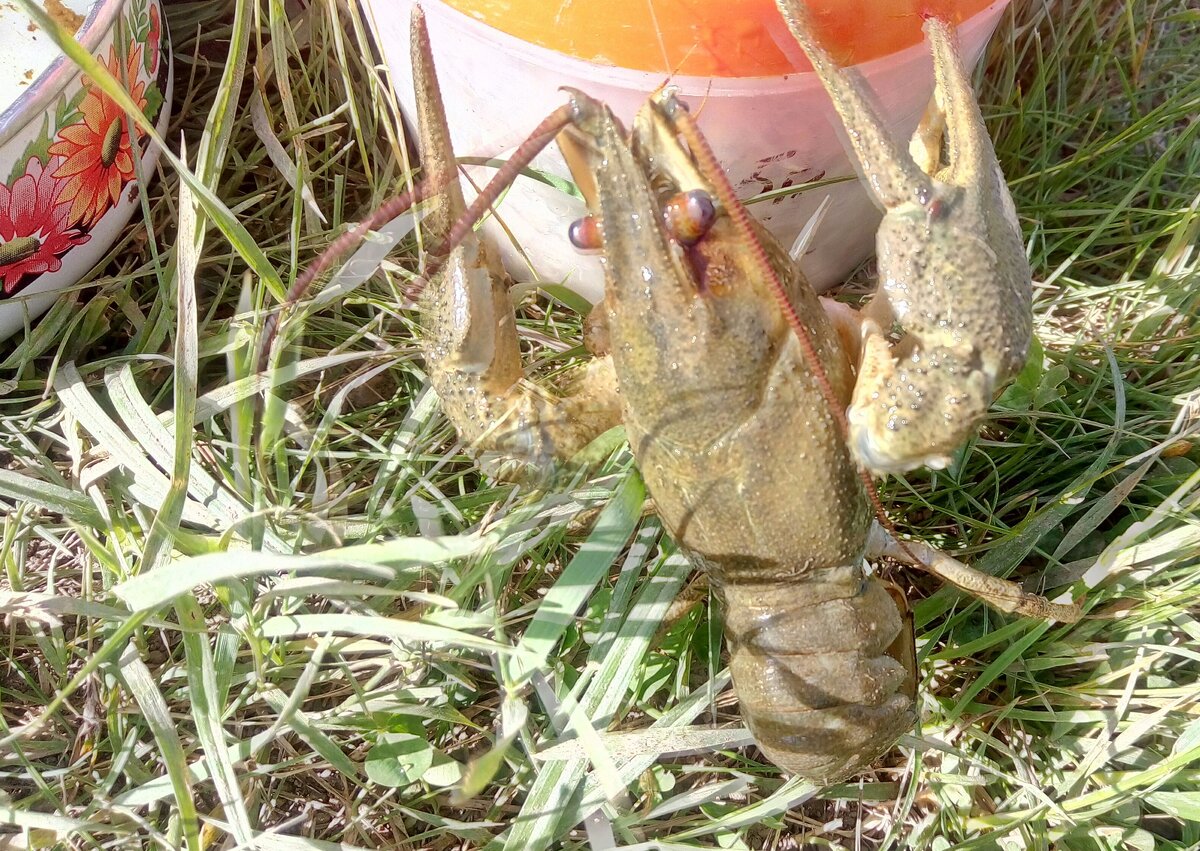 фото Крупного пресноводного рака