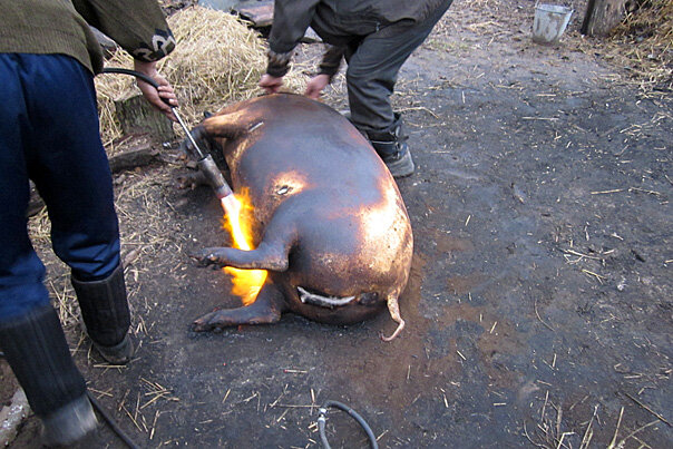 Забой свиней, а вы думали колбаса сама приходит в магазин