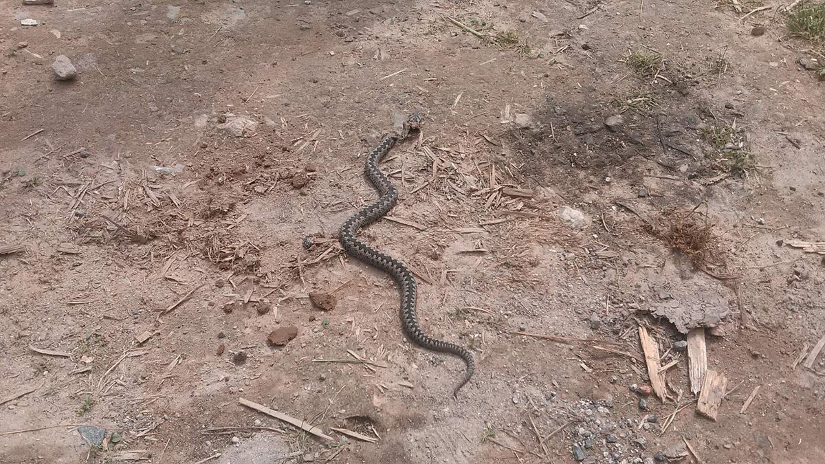 Нашествие змей. Нашествие змей в Новохоперском районе. Нашествие змей в Оренбургской области.