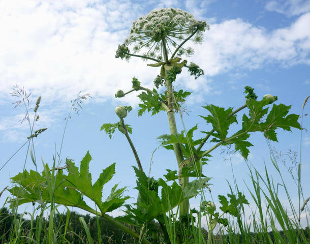 Вечерняя Москва В народе борщевик прозвали называют «геракловой травой»