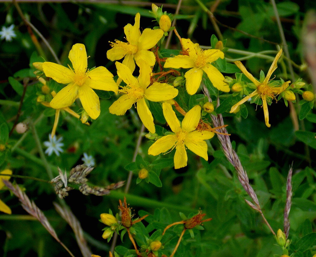 Зверобой читать. Hypericum perforatum трава. Зверобой четырехгранный. Зверобой продырявленный и четырехгранный. Зверобой продырявленный (Hypericum perforatum).