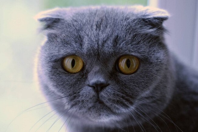 Шотландская кошка - проблемная кошка? Правда о породном разведении и ... кошки с Авито.
