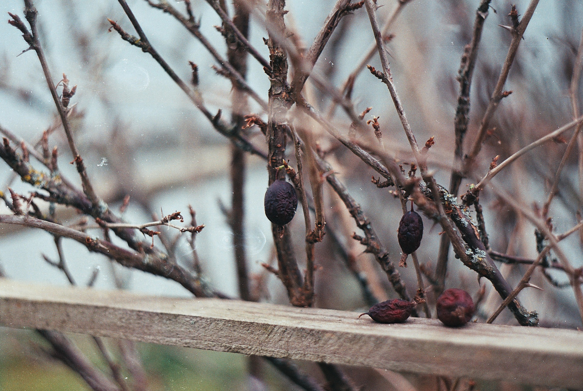 Этот пост мог бы быть только о поле, но не хотелось отказываться от этого кадра. Плохо только, что центральная ягода почти сливается с веткой. 