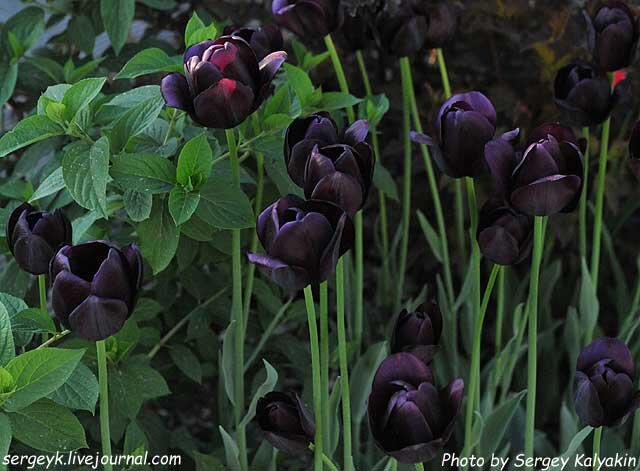 Тюльпан Queen of Night