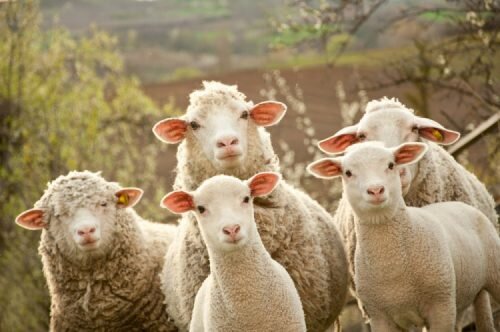 Технология разведения овец и баранов породы Меринос