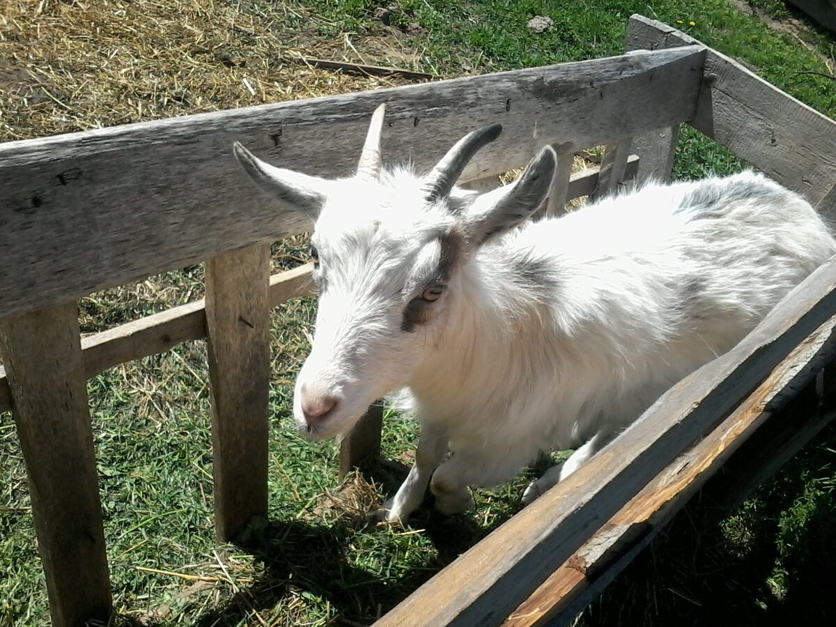 Зайка в ясли забралась, самая вредная коза в мире))