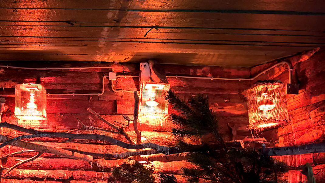 Совы греются на специально оборудованных лампах