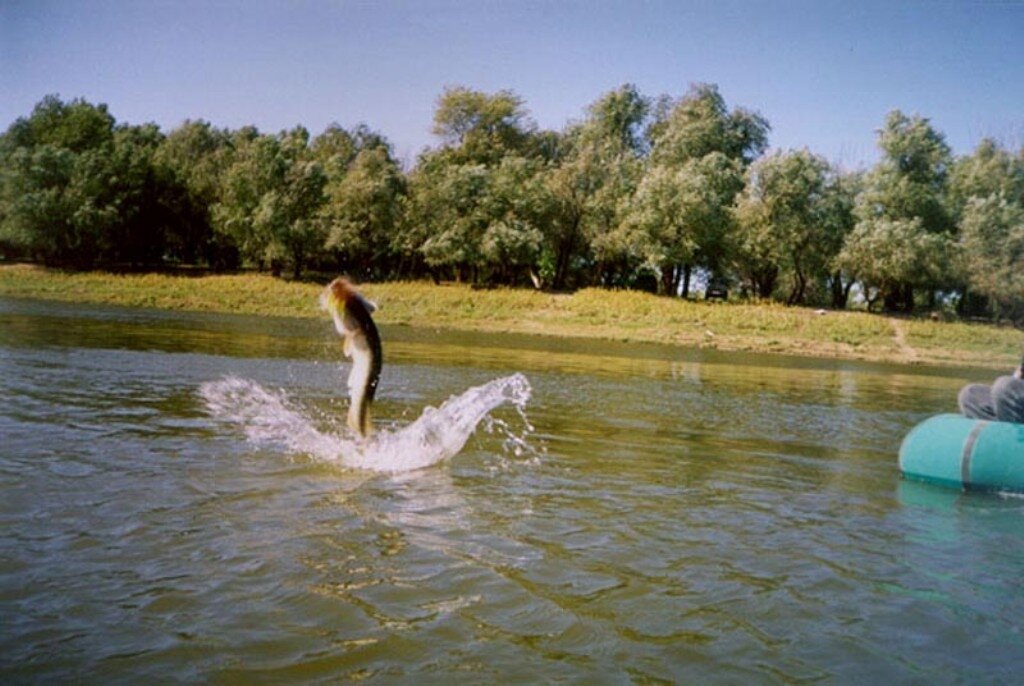 Ловля щуки в ноябре еще порадует рыбалова отличными щучьими трофеями , конечно , позднея осень не самое лучшее время для рыбалки . Не особо комфортно находится на водоеме когда целыми днями идут дожди , а ветер сметает все вокруг. Но не стоит отчаиватся , если хорошо одется то можно еще хорошо половить щуку с берега , а она в этом месяце еще набирает обороты своей активности. Но главное правильность, в выборе приманке и хорошо подобранная тактика . 