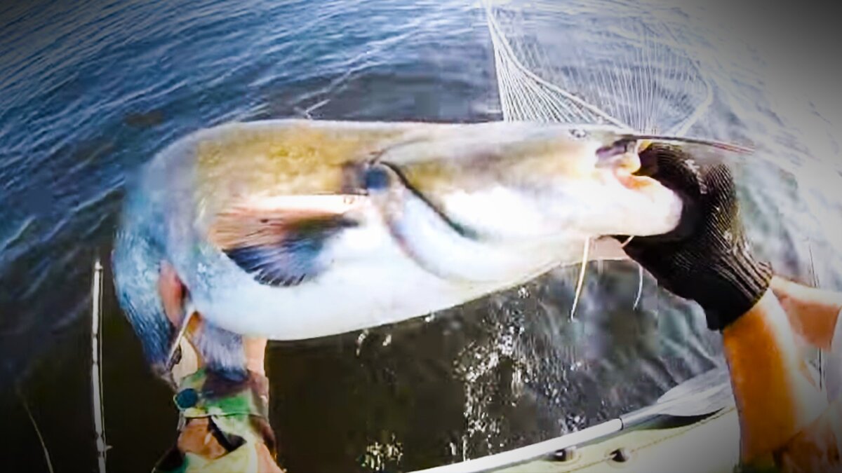 На печень хорошо клюет сом