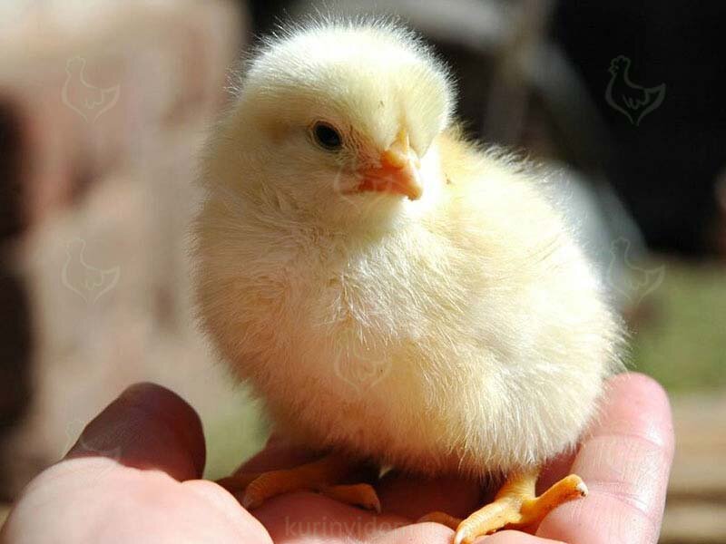 Большое значение для владельца домашнего питомника имеет возраст кур несушек при их покупке. 
Как правило, птиц приобретают на одной из трех следующих стадий жизни:

инкубационные яйца;молодые курочки;взрослые куры, предназначенные для забоя.

В первом случае, по сути, происходит покупка яиц, а птенцы вылупляются уже в доме их нового хозяина. Будущие цыплятки находятся некоторое время в домашнем инкубаторе и только спустя несколько дней появляются на свет. Главными плюсами такого способа обзаведения курицами являются низкая стоимость продукции и удобство транспортировки ее из фермерского хозяйства или птицефабрики.

Однако у такой покупки есть масса недостатков, о которых необходимо подумать в первую очередь. Главный из них – довольно длительное выхаживание птенцов, пока они не достигнут зрелости и не начнут нестись. Второй негативный момент – большой вопрос: а будут ли вообще цыплята? Выживут ли они? И, наконец, третья причина, по которой стоит отказаться от затеи приобретать инкубационные яйца – это пол птицы. Никто не гарантирует, что на свет появятся курочки, а не петушки. Вполне возможно, что особей мужского пола будет гораздо больше и владелец питомника останется без яиц.

Вторая «группа» приобретаемых несушек – молодые особи, которые вот-вот начнут нестись, птицы, достигшие половой зрелости. Возраст таких куриц составляет порядка 20-25 недель, может чуть больше. Все зависит от породы птицы. Это самый надежный способ приобретения кур. В данном случае покупатель уже видит, кого ему предлагают: петушков или курочек, здоровы ли они, проводилась ли у них вакцинация и прочие нюансы. Однако в отличие от инкубационных яиц, молодые несушки будут стоить гораздо дороже.

Третья «группа» - это птицы, которые уже неслись на протяжении года-двух, и у которых существенно снизилась производительность. Таких особей, как правило, отправляют на убой или продают населению. Главным преимуществом приобретения таких птиц является низкая стоимость курицы, однако, нет гарантии того, что она будет нестись, и сможет привыкнуть к условиям существования в домашнем хозяйстве.

Каждый птицевод сам решает, как ему поступить, и какой из способов покупки выбрать для себя. Возможно, он решит рискнуть и приобрести инкубационные яйца или предпочтет более дорогой, но надежный вариант – молодые несушки.