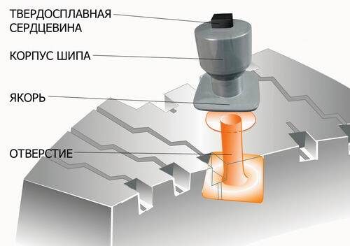 строение шипа