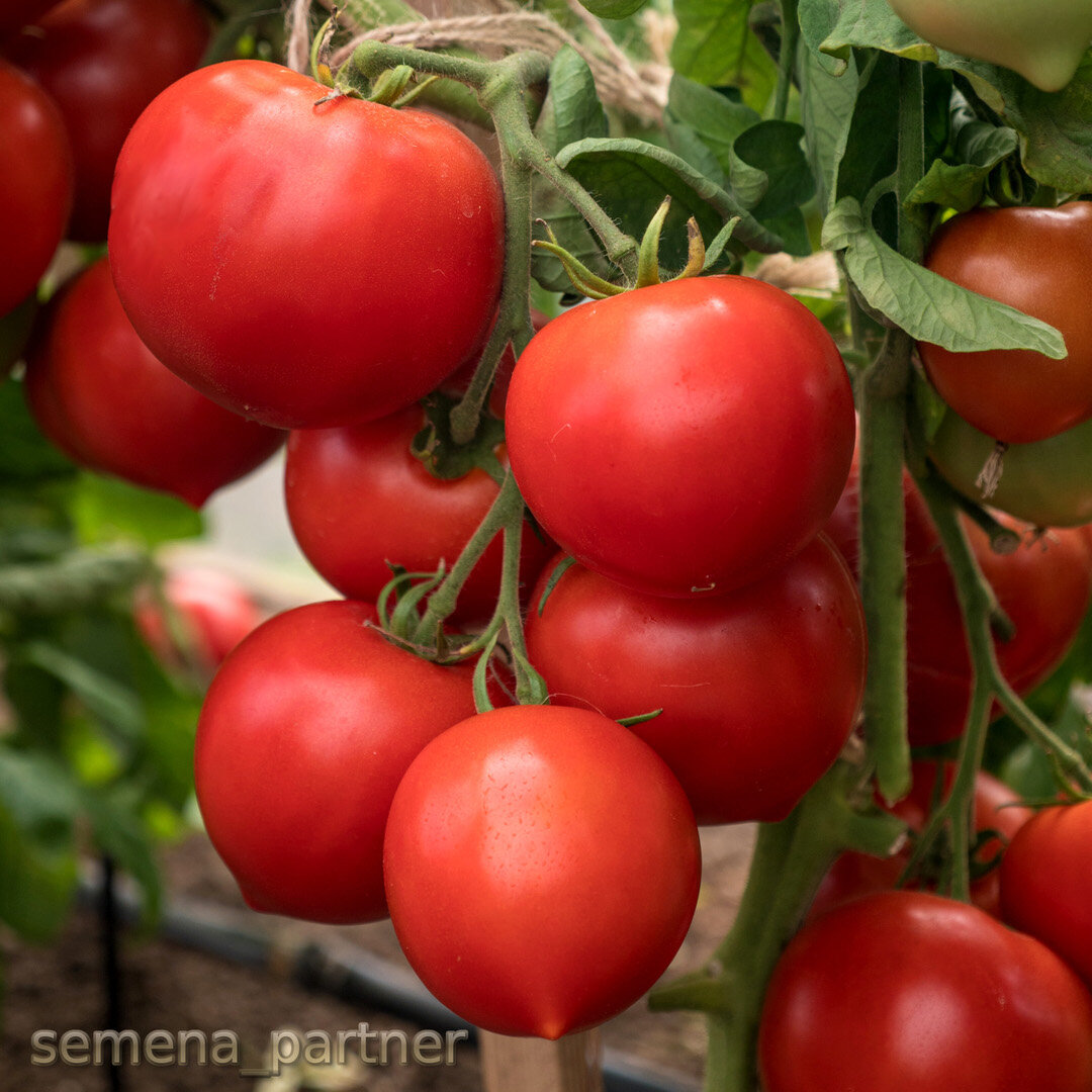 Талалихинские помидоры описание сорта фото