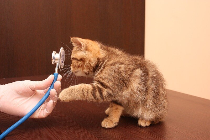 Обращение в клинику за помощью, чаще всего помогает с проблемой  здоровья питомца