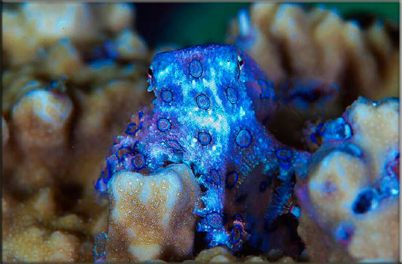 Синекольчатый осьминог Австралия. Ядовитый Синекольчатый осьминог. Сине кольчетый осм5ног. Синекольчатые Осьминоги. Blue ringed