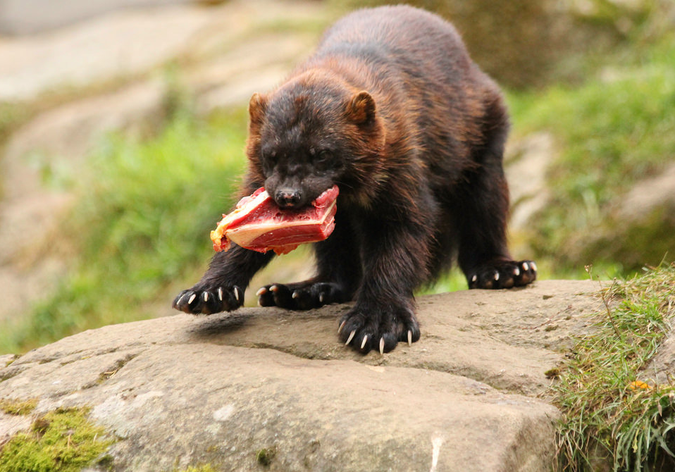 Россомаха. Фото с сайта Flickr.com