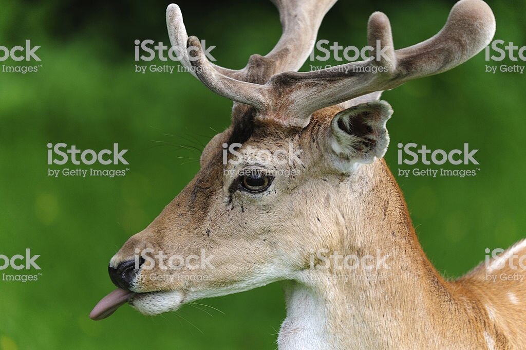 фото из публичного доступа сети Интернет