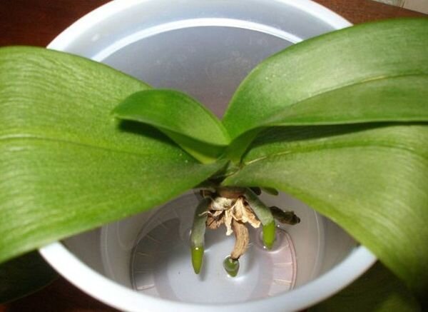 Рекомендации, как нарастить корни орхидеи при помощи корневина и других средств