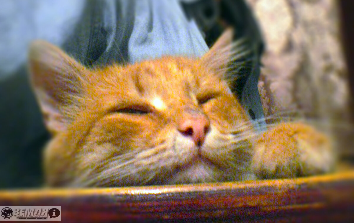 Это нравится им или они без вас жить не могут. Выбирайте сами.