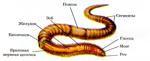 Передний и задний конец червя. Внешнее строение дождевого червя рисунок. Внешнее строение дождевого червя рисунок с подписями. Схема строения дождевого червя. Схема внешнего строения дождевого червя.