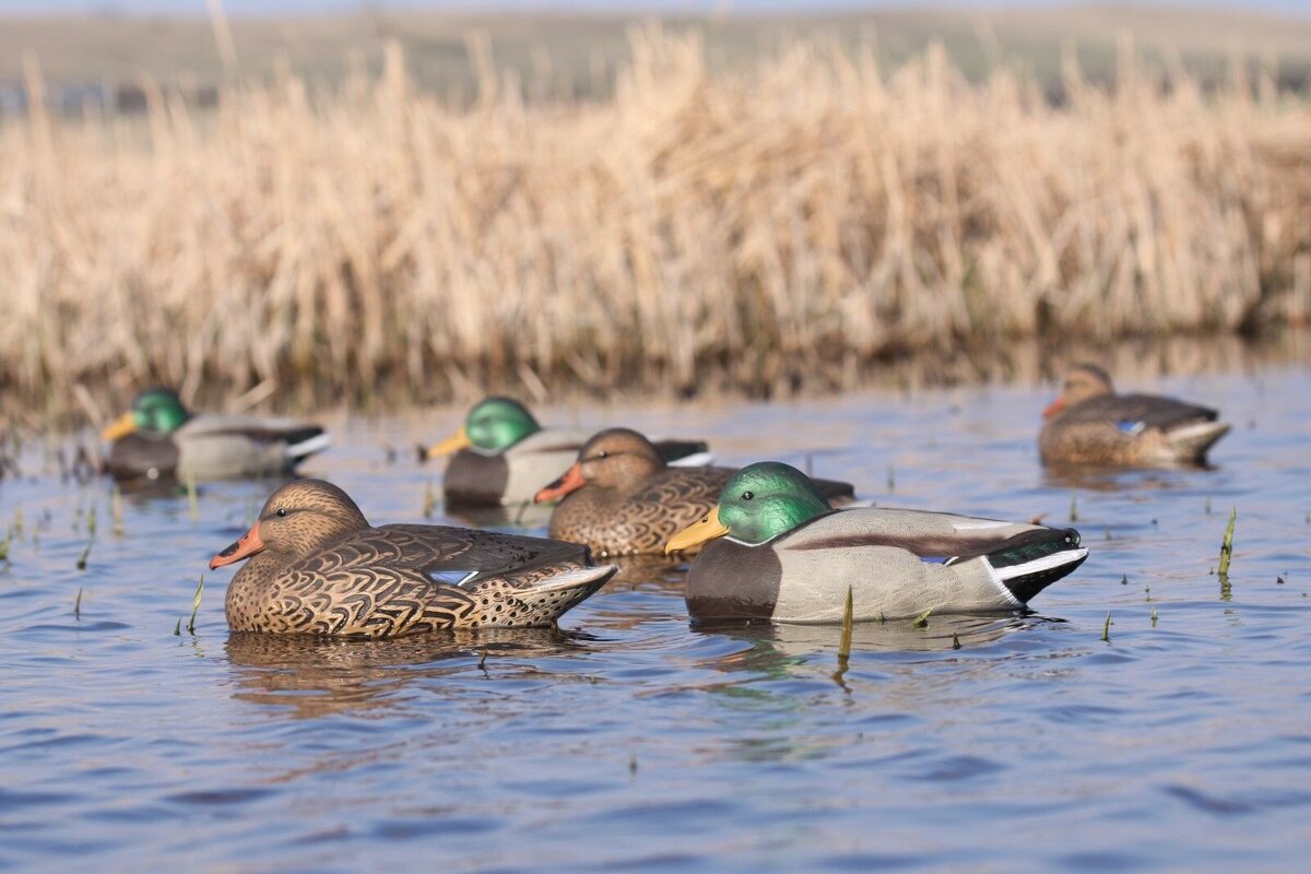 Чучела весной. Кукла масленица. Чучела кряквы италия сминаемые. Охота на селезня кряквы. Чучела уток для охоты оскар декойс.