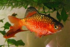 Огненый, достигает  7-8 см. температура 16 - 26 °С; pH 6,5 - 7; dH до 15.