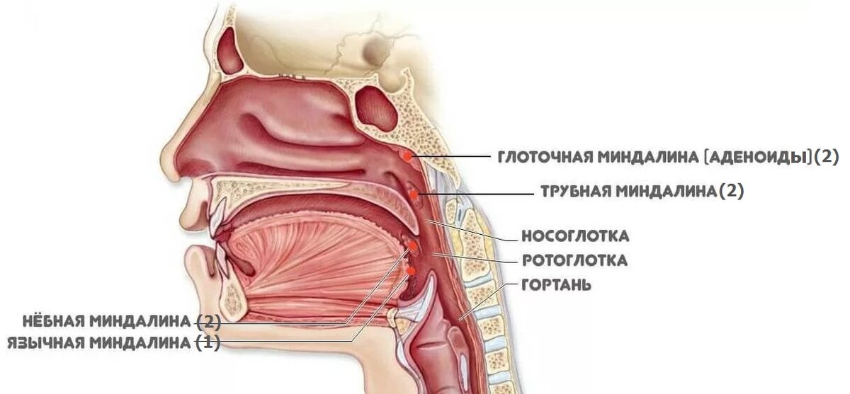 Патологии миндалин