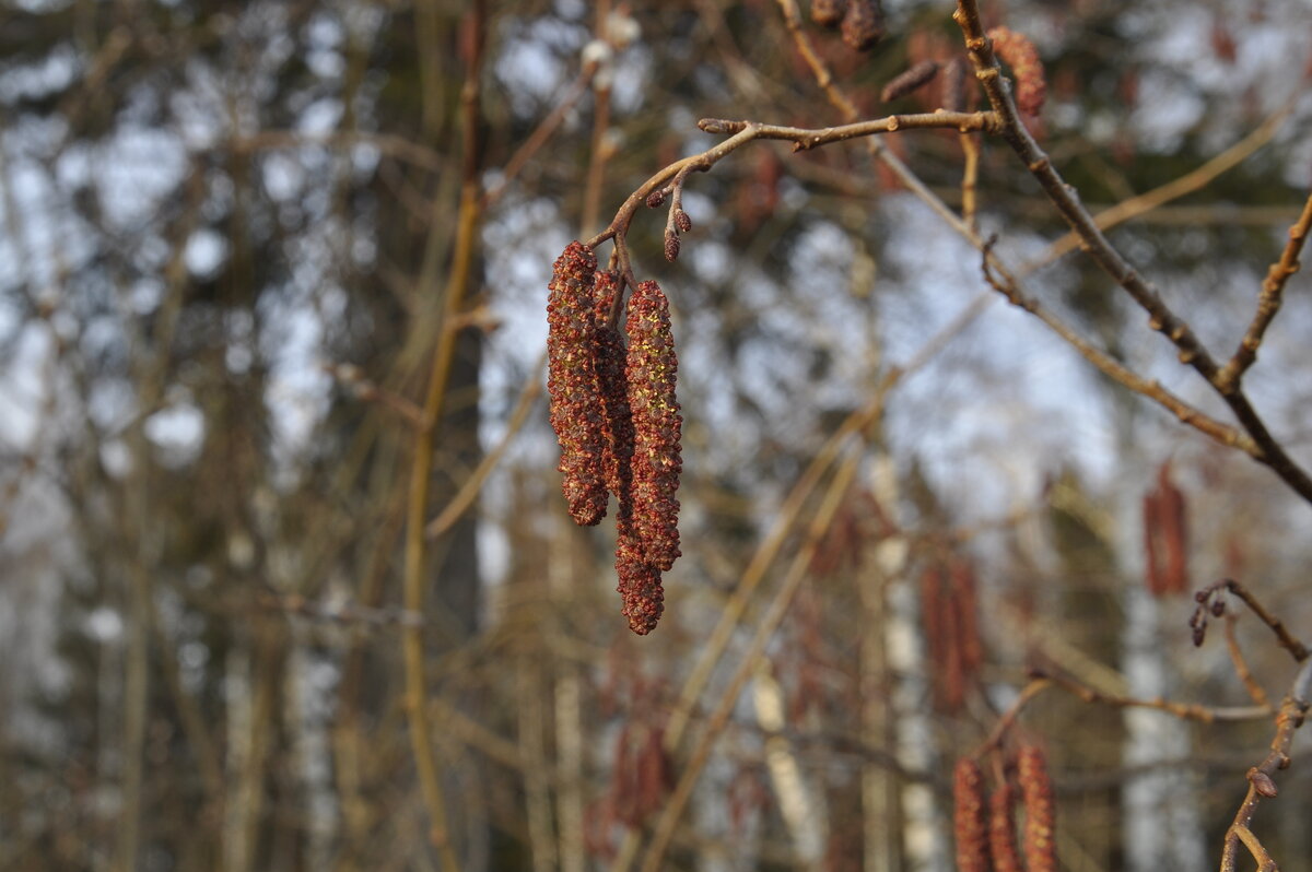 весна 2019, 5 апреля, зацвела ольха