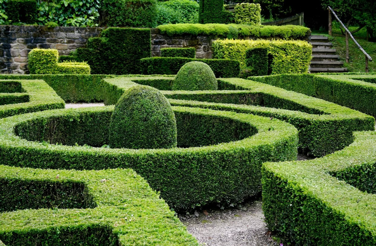 Род вечнозеленых кустарников. Самшит живая изгородь. buxus sempervirens самшит. французский сад боскет. боскет самшит.