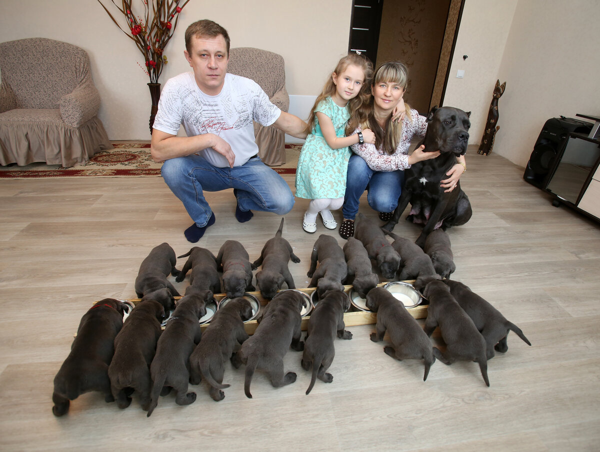 Сколько щенков может родить. Кане Корсо родила 19 щенков Воронеж. Рекордное количество щенков. Собака родила 19 щенков.