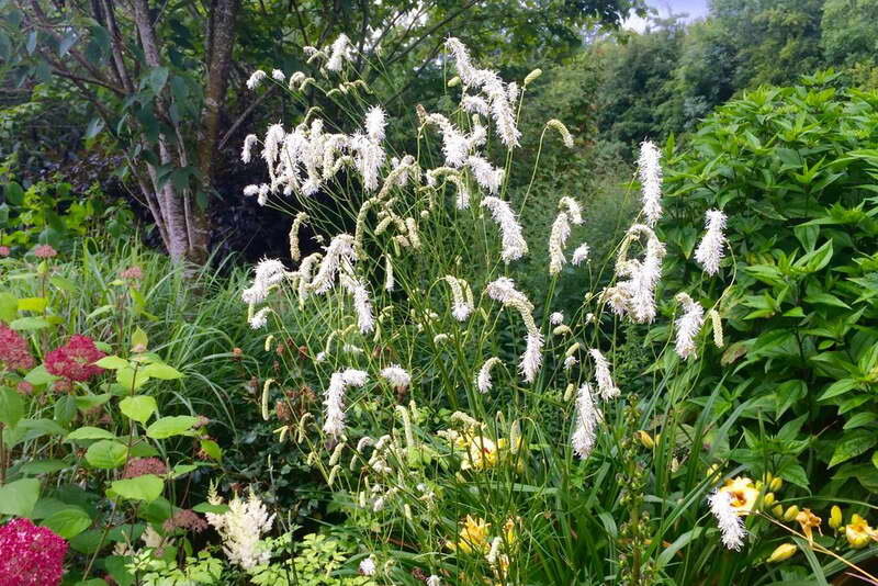 Кровохлебка тонколистная Sanguisorba tenuifolia